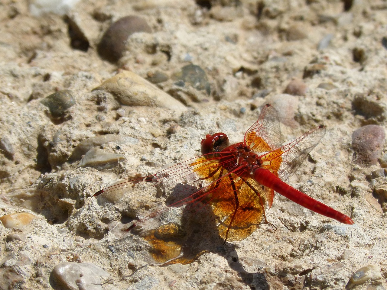 Image - dragonfly red dragonfly