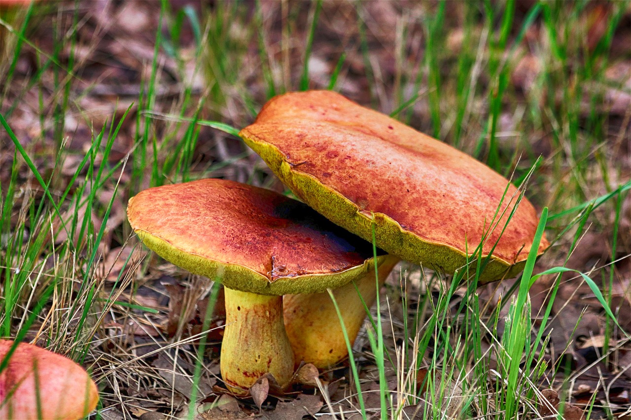 Image - mushroom fungi vegetable food