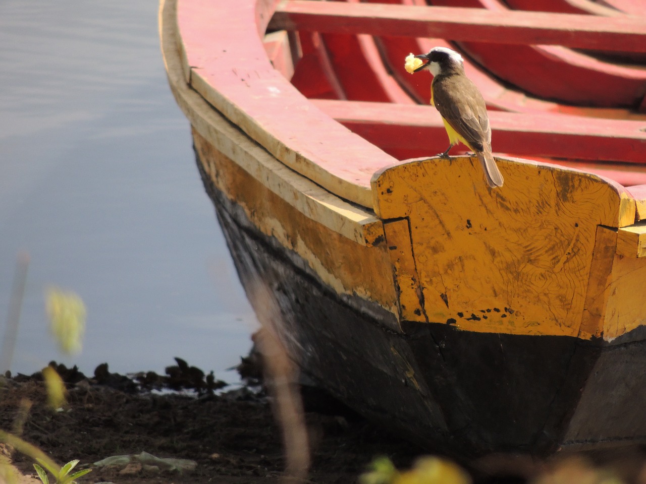 Image - boat bird rio nature water birds