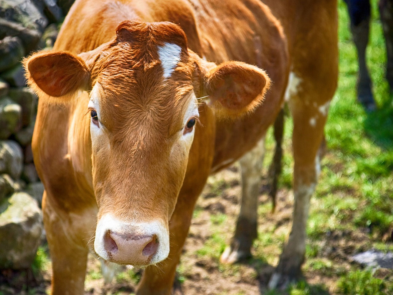 Image - bull cattle cow farm animal