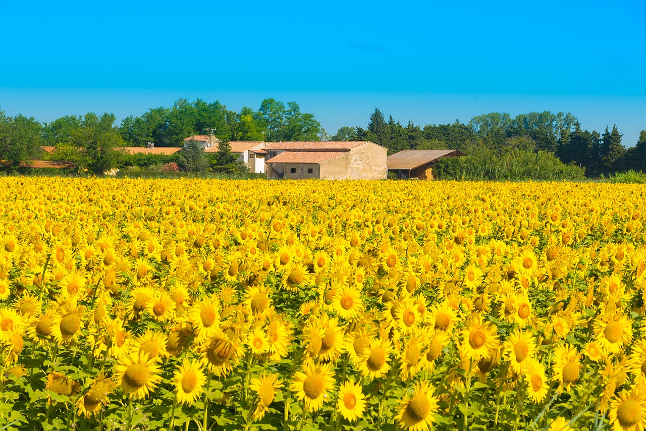 Image - sunflower sunflower field flower