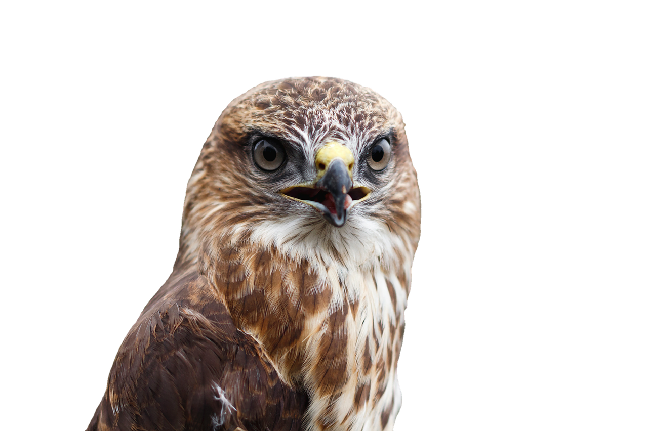 Image - buzzard bird raptor bird of prey