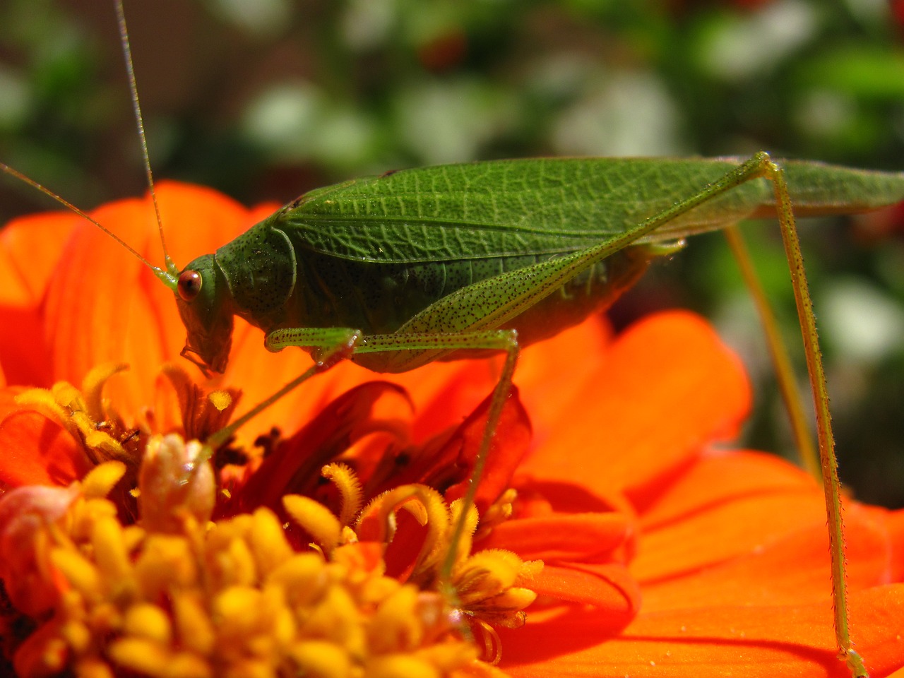 Image - grasshopper insects insect nature