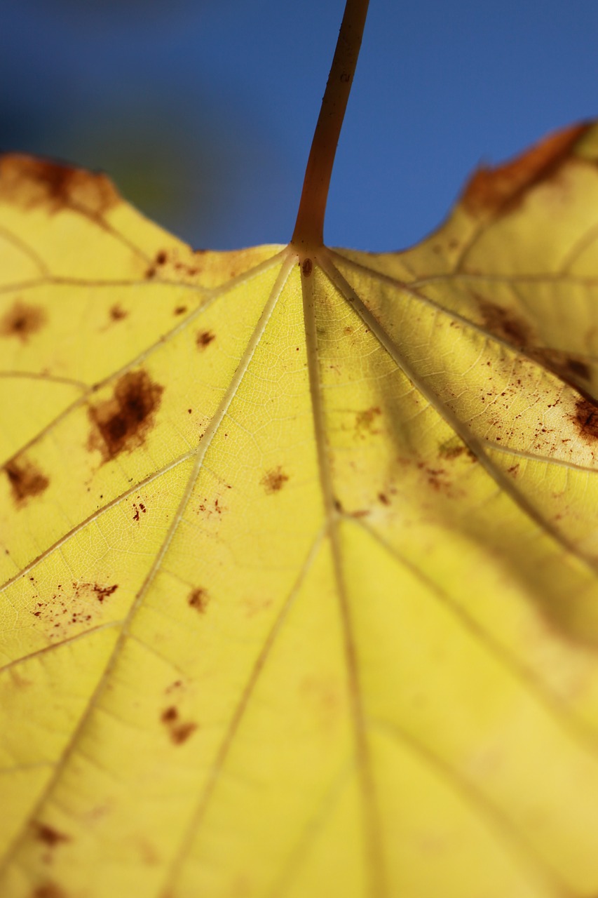 Image - leaves yellow autumn the leaves are