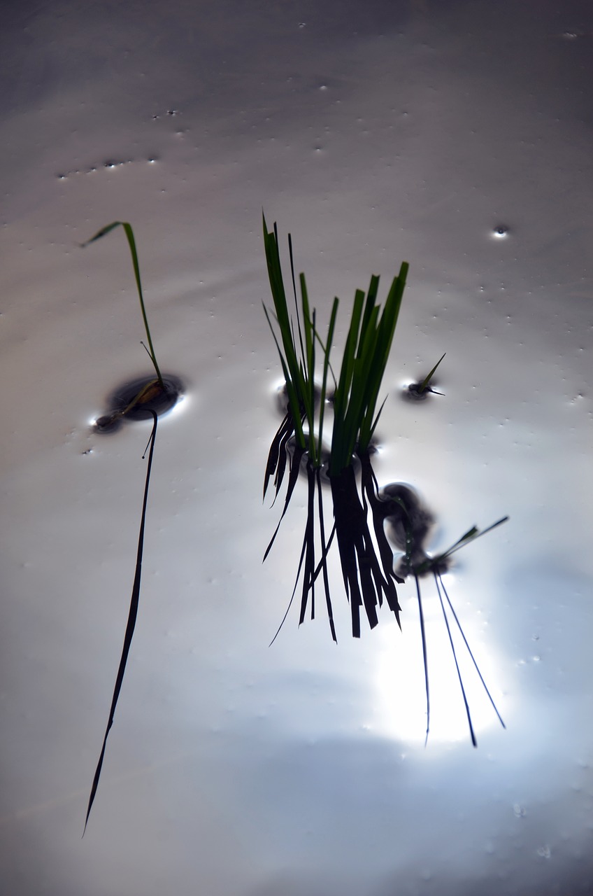 Image - rice rice field reflections water