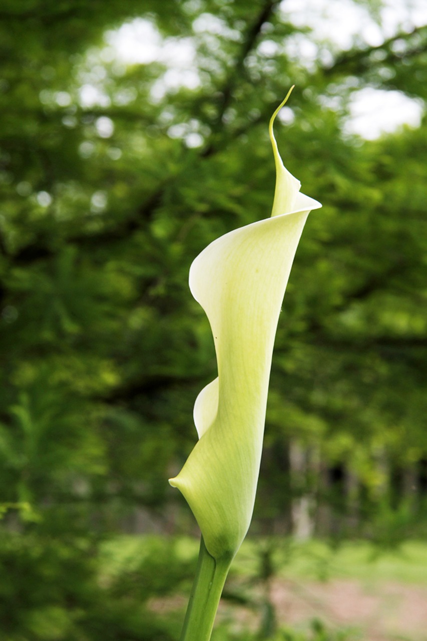 Image - flower garden botany arum