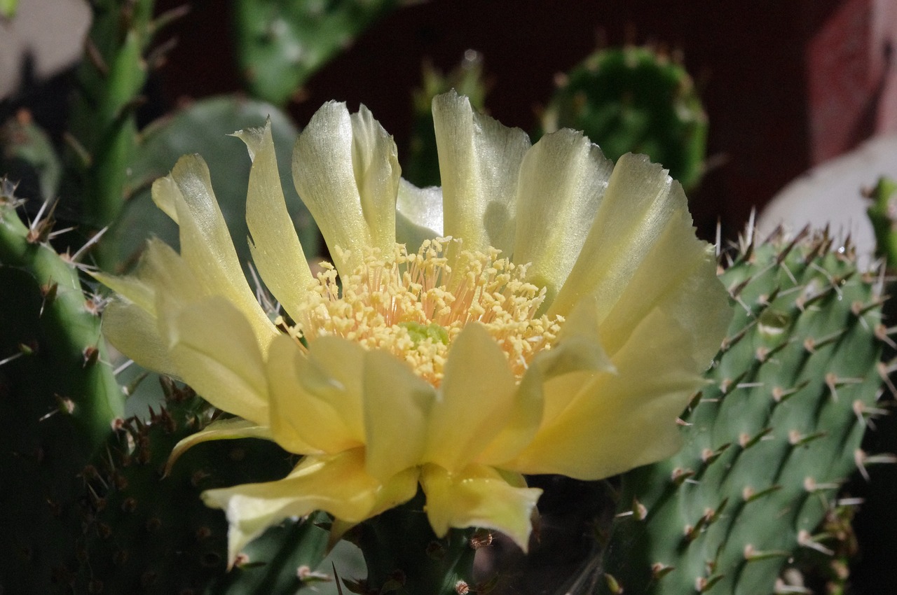 Image - cactus flower yellow flora summer