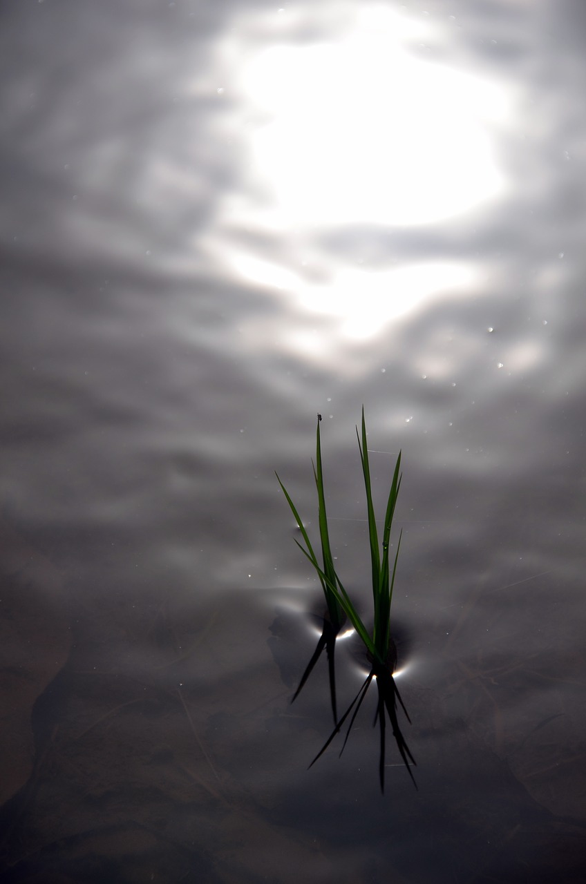 Image - rice rice field reflections water