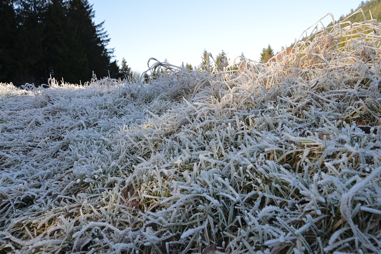 Image - frost ice winter grass plants