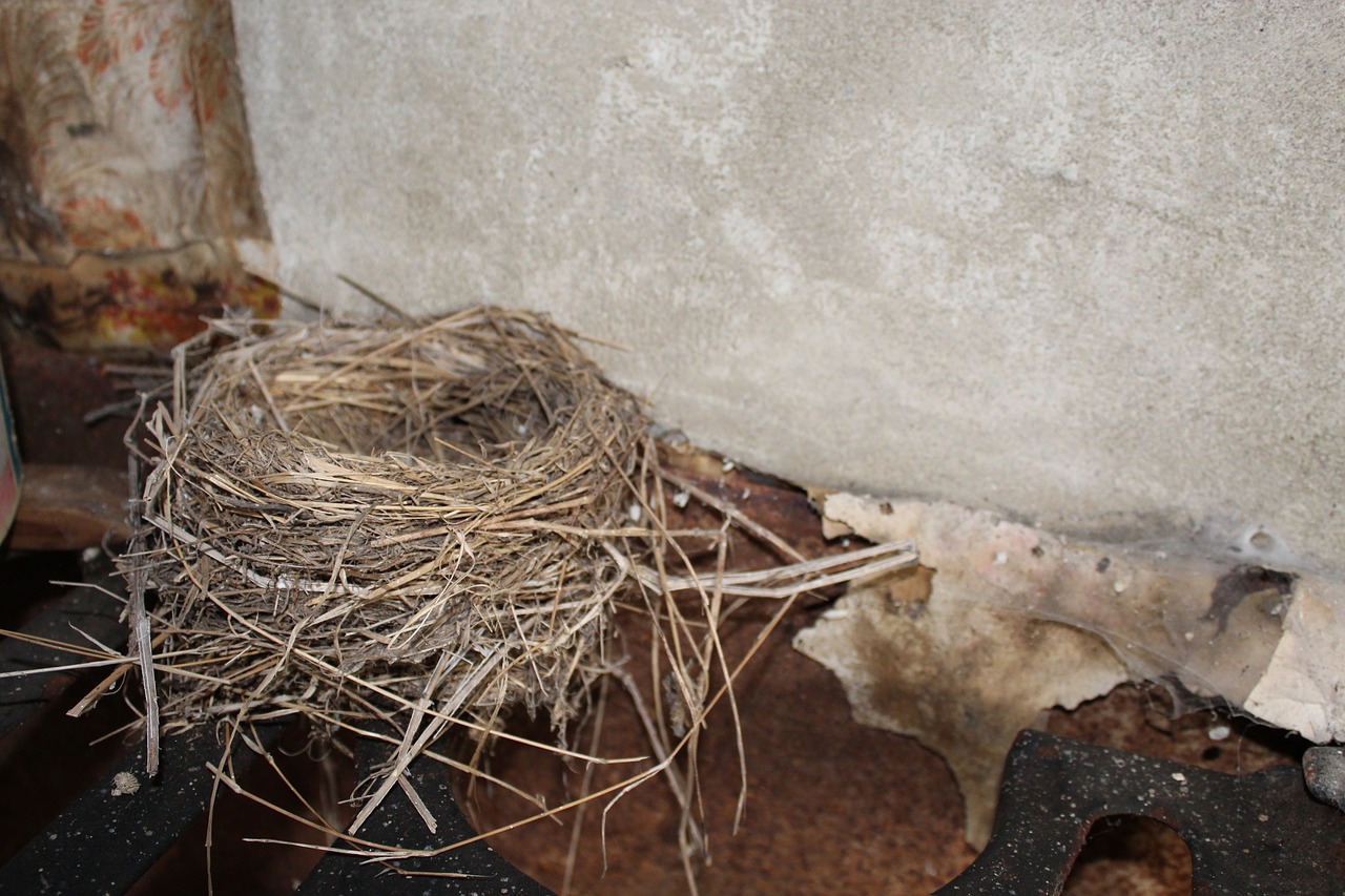 Image - birds nest old house nest