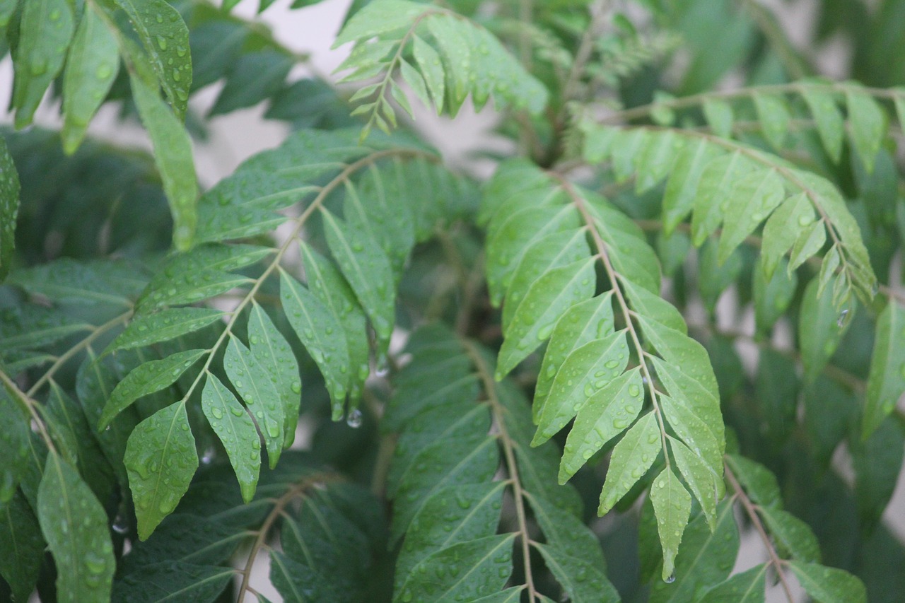 Image - kadipatta curry leaf