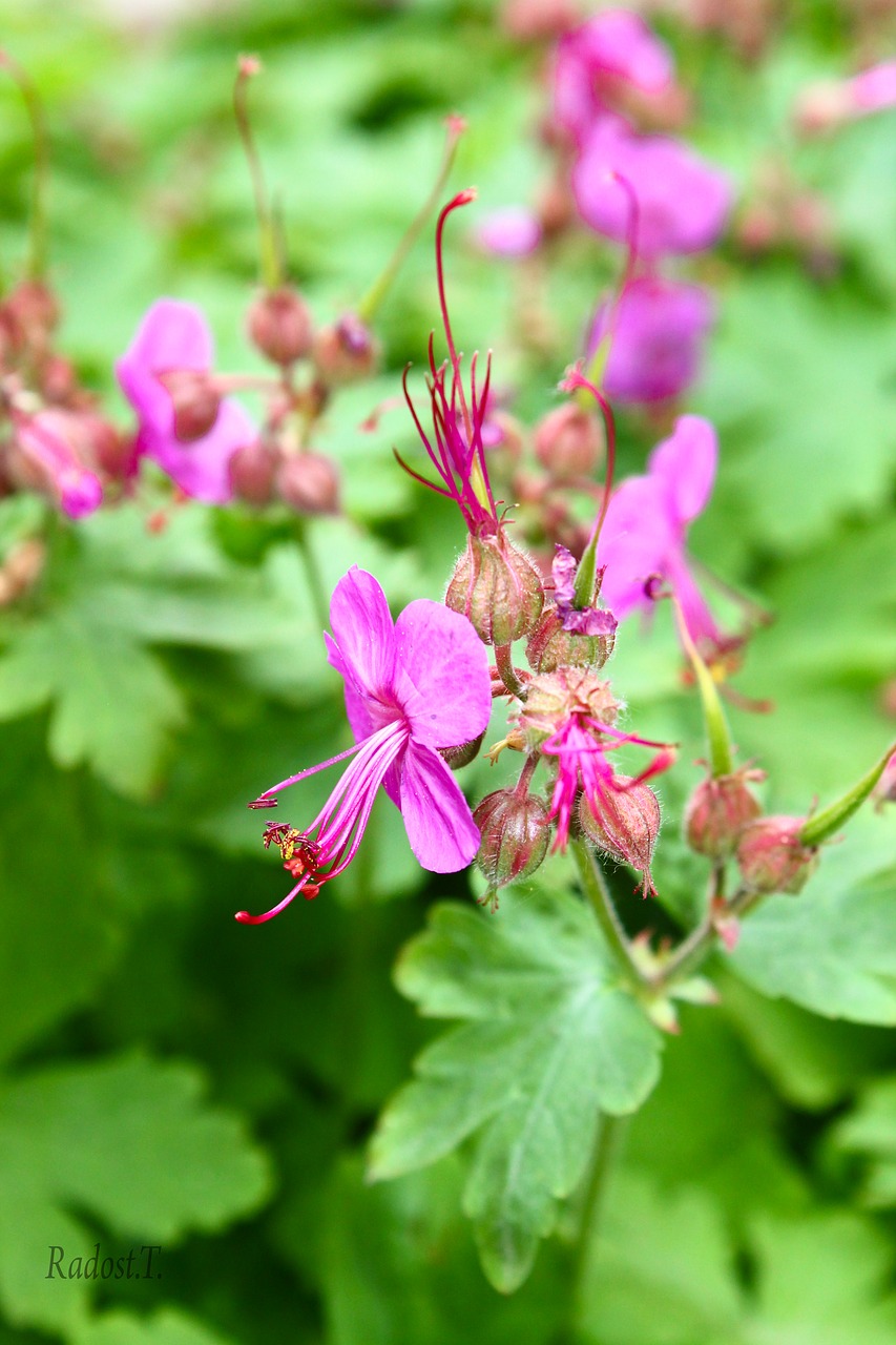 Image - geranium green plant spring leaf