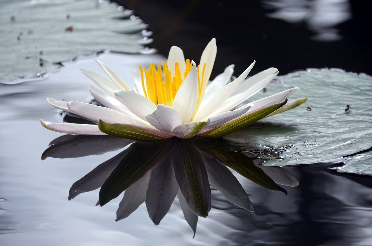 Image - lotus flower pond aquatic plant