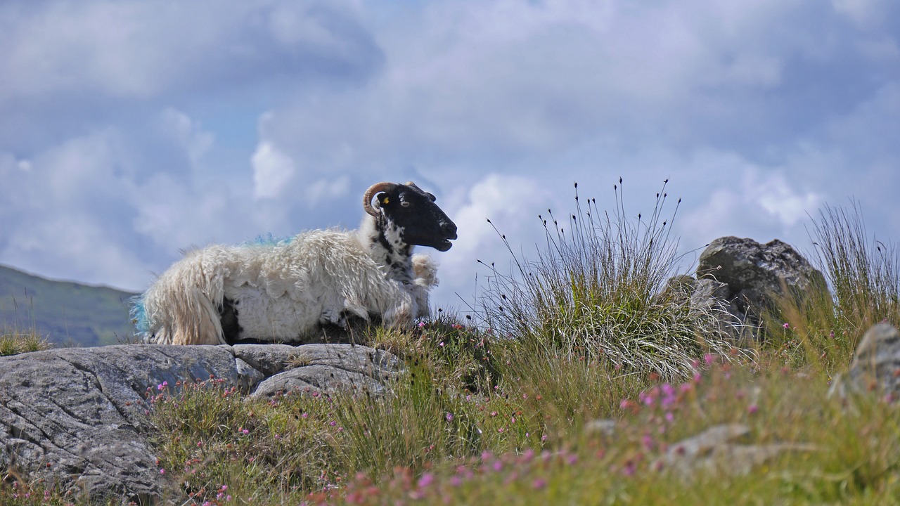 Image - ireland sheep landscape relaxed