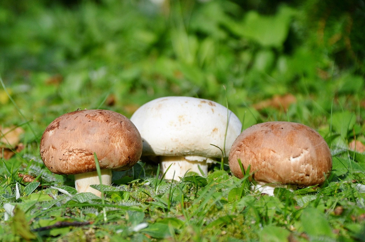 Image - mushroom egerling disc fungus