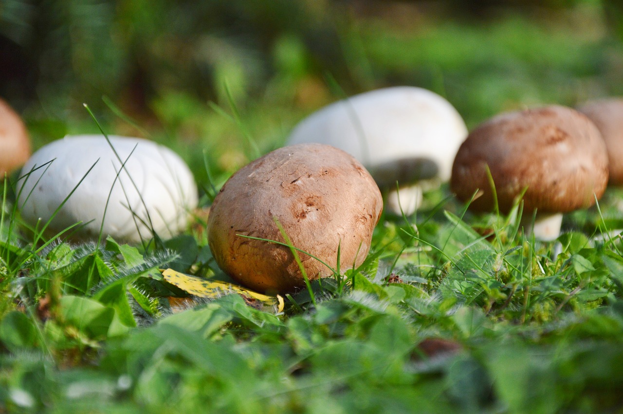 Image - mushroom egerling disc fungus