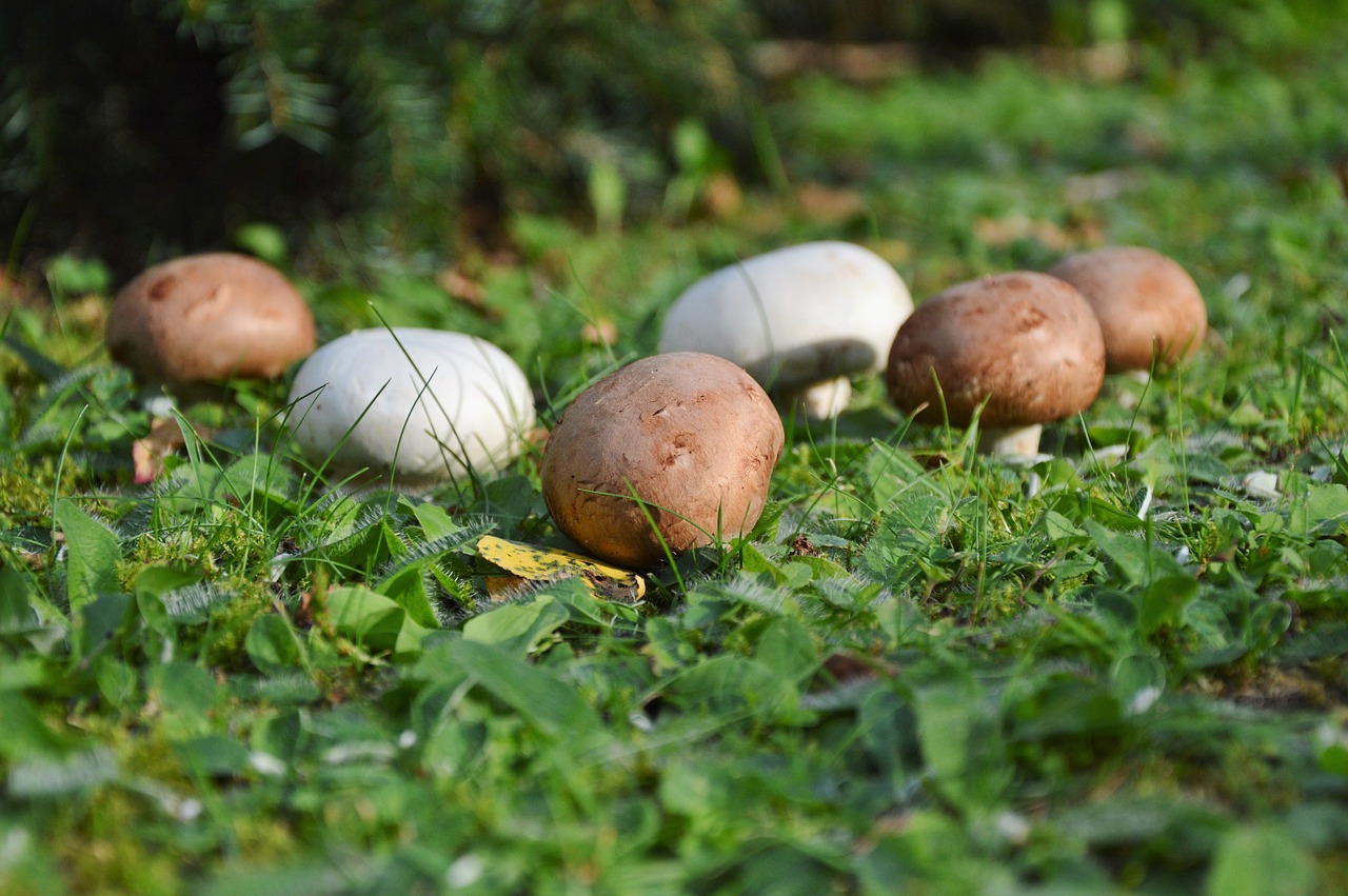 Image - mushroom egerling disc fungus