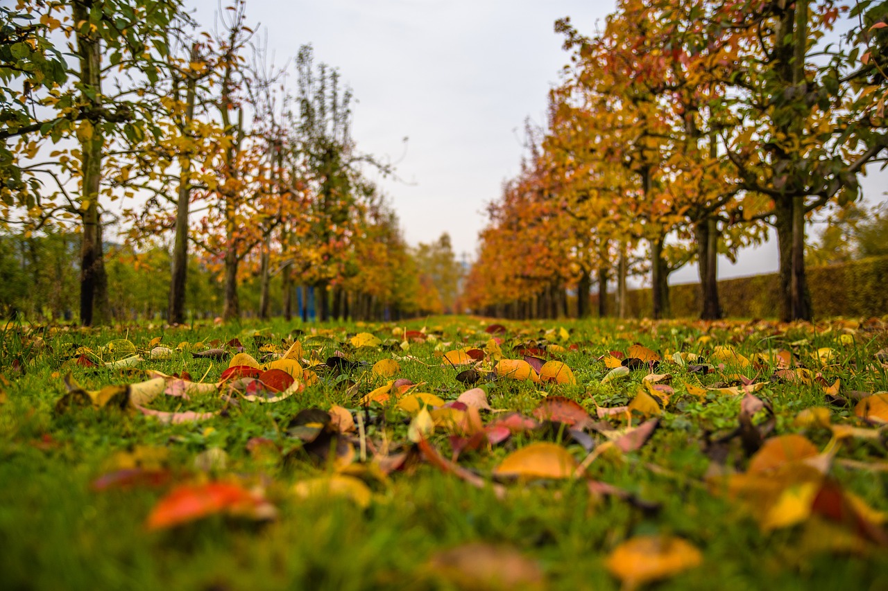 Image - autumn leaves fall foliage leaf