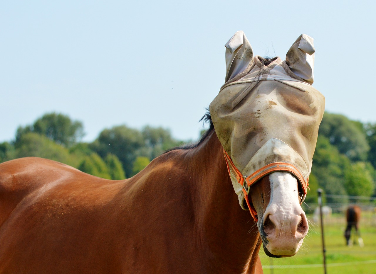 Image - horse flying hat fly cap protection