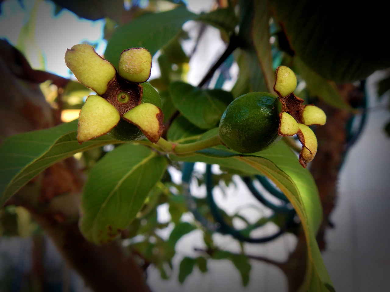 Image - guavas plant tropical fruit fruits