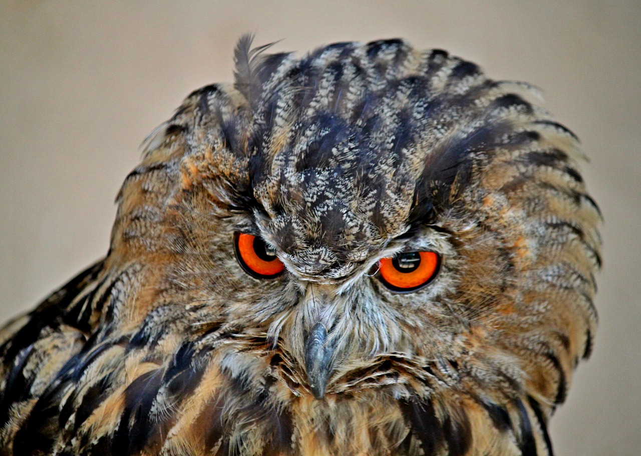 Image - owl eagle owl bird animals