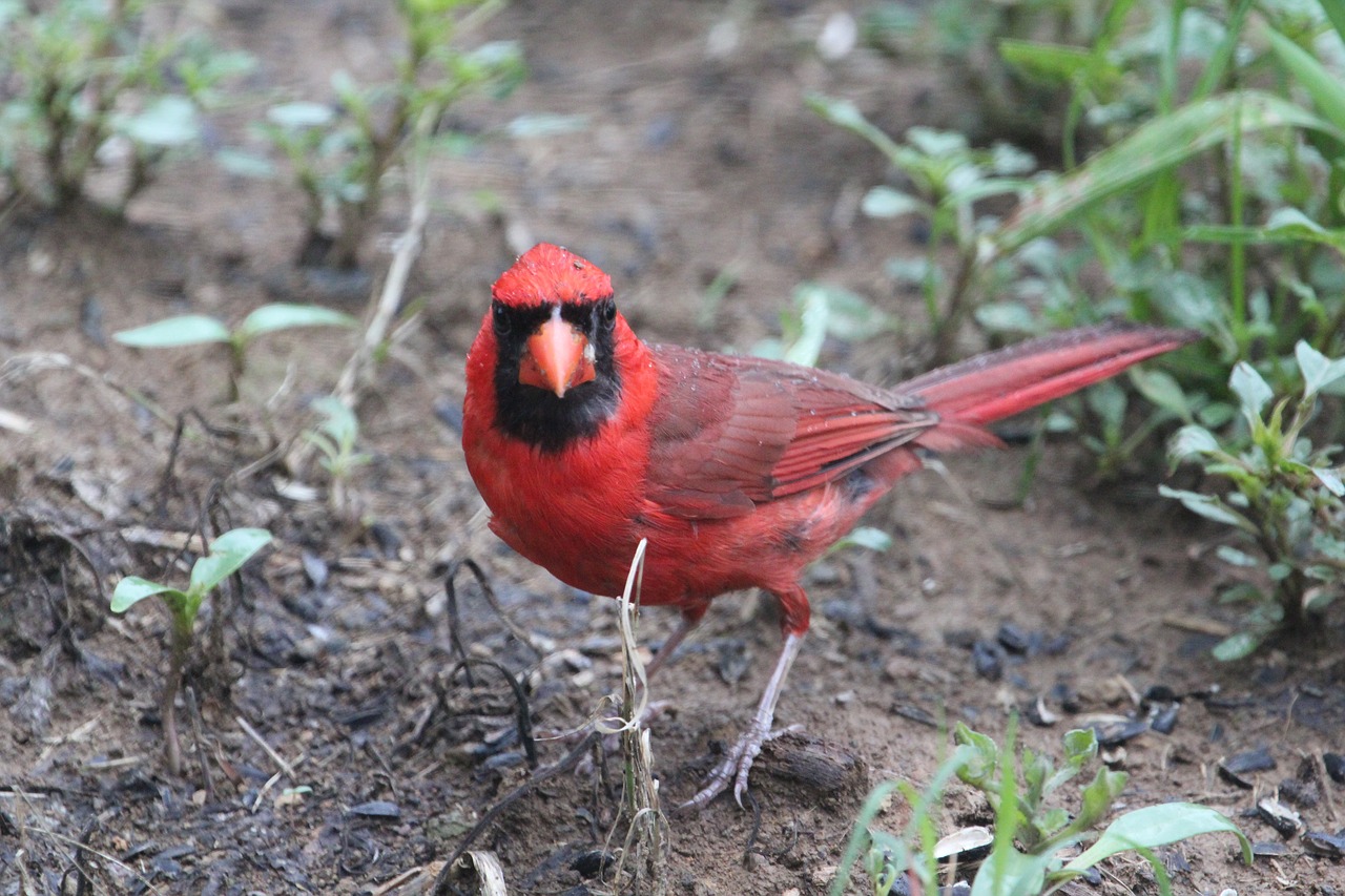 Image - bird red cardinal male animal