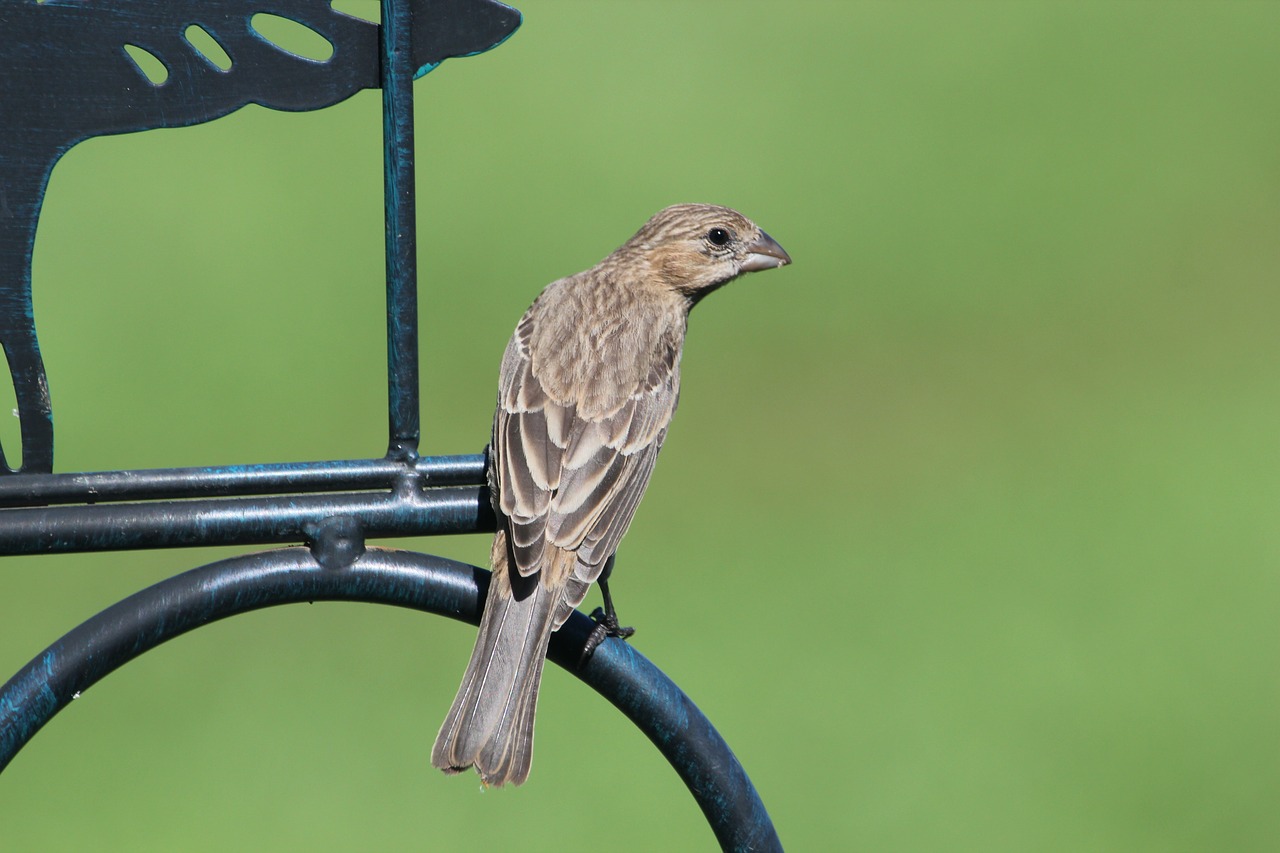 Image - bird finch house finch female