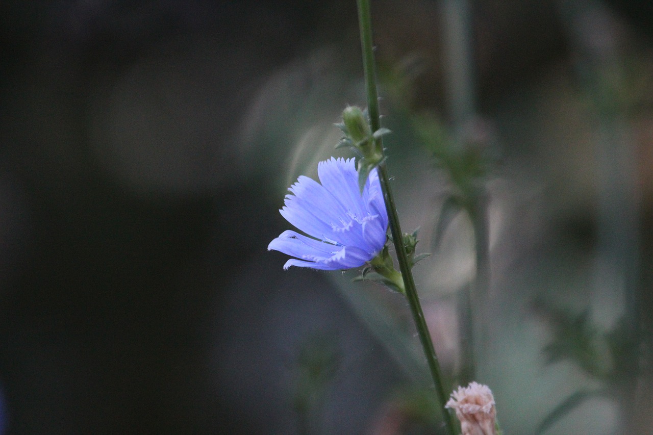 Image - flower blue wild bloom blossom