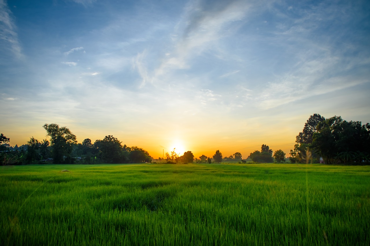 Image - sunrise morning cornfield bright