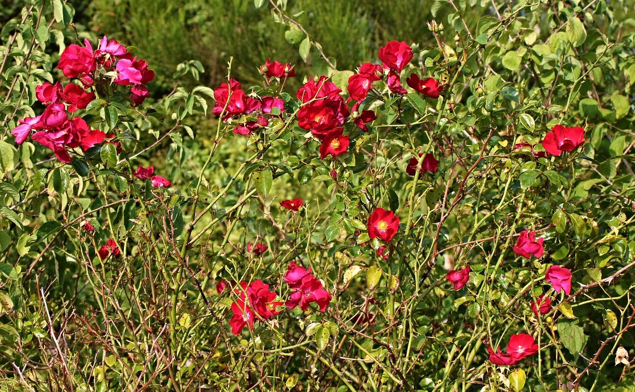 Image - rosebush rose hedge heck roses