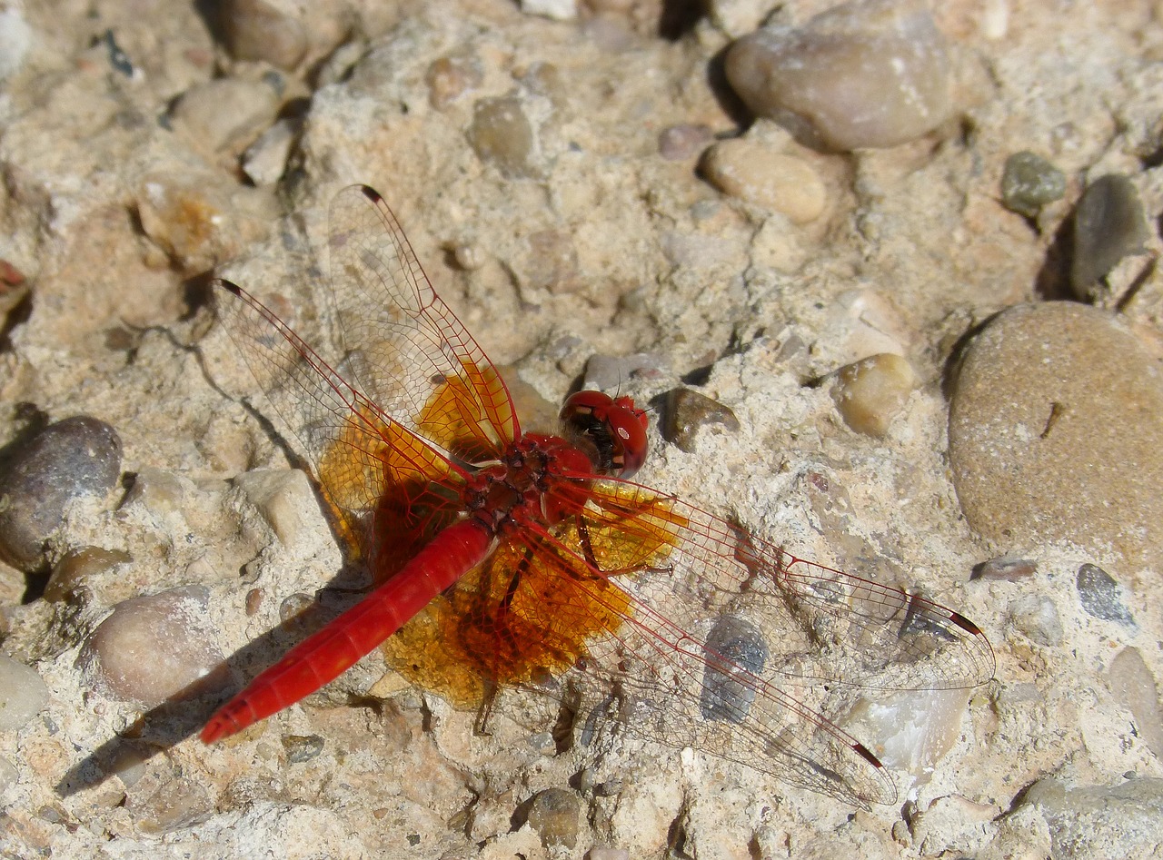 Image - red dragonfly dragonfly reflection