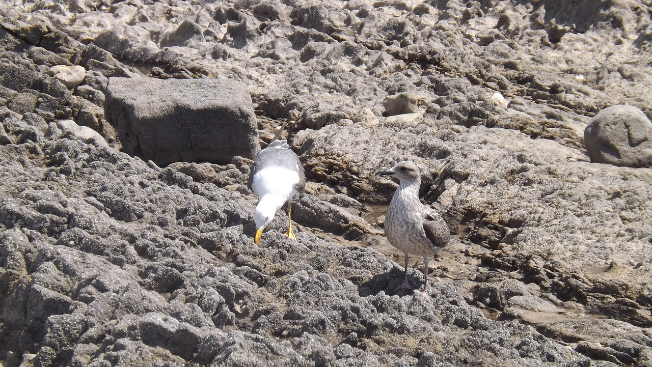 Image - seagull rocks nature the coast