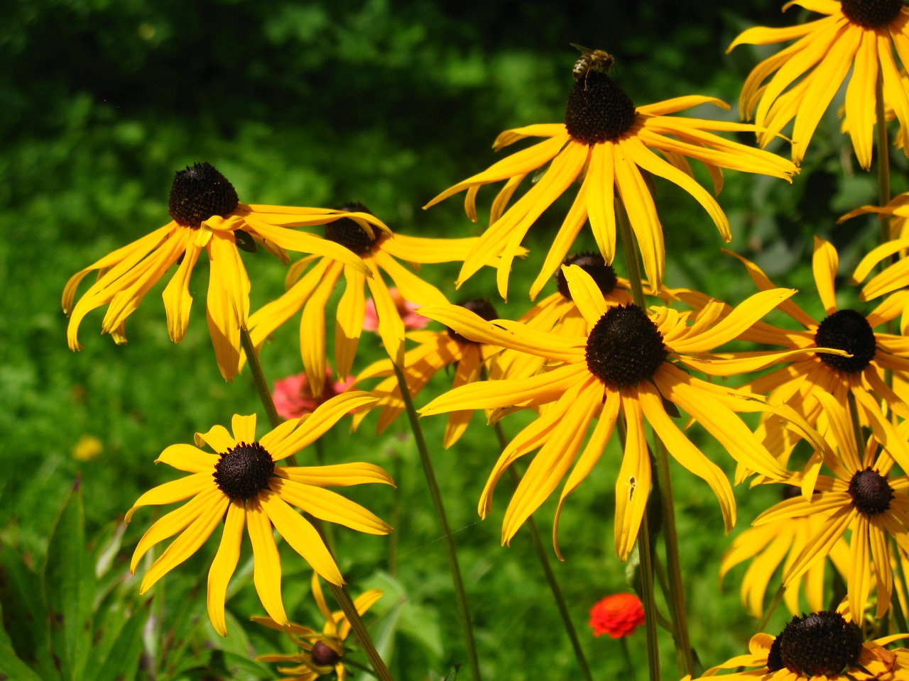 Image - rudbekia rudbekie flowers yellow