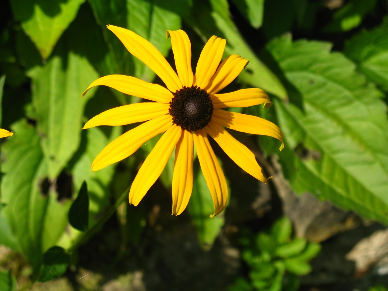 Image - rudbekia flower garden