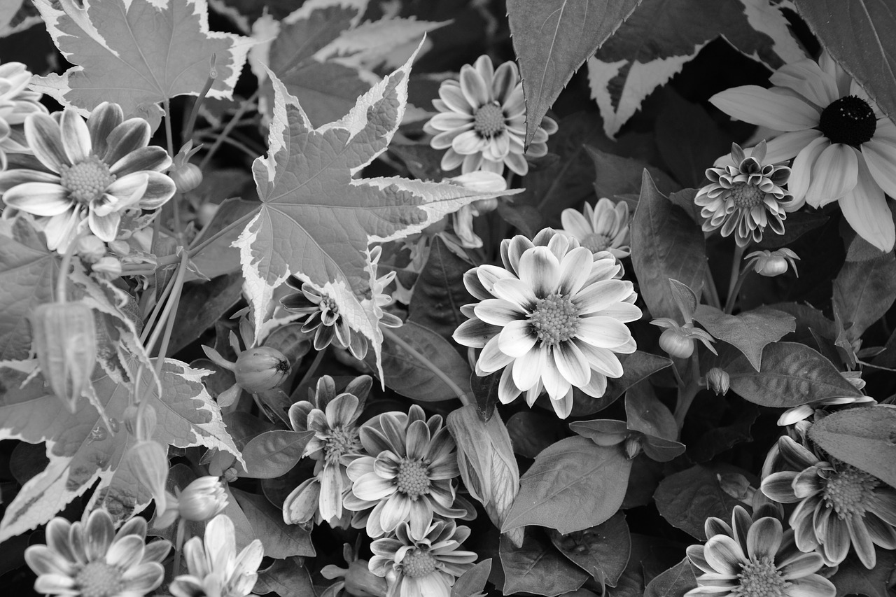 Image - massive flowers parterre