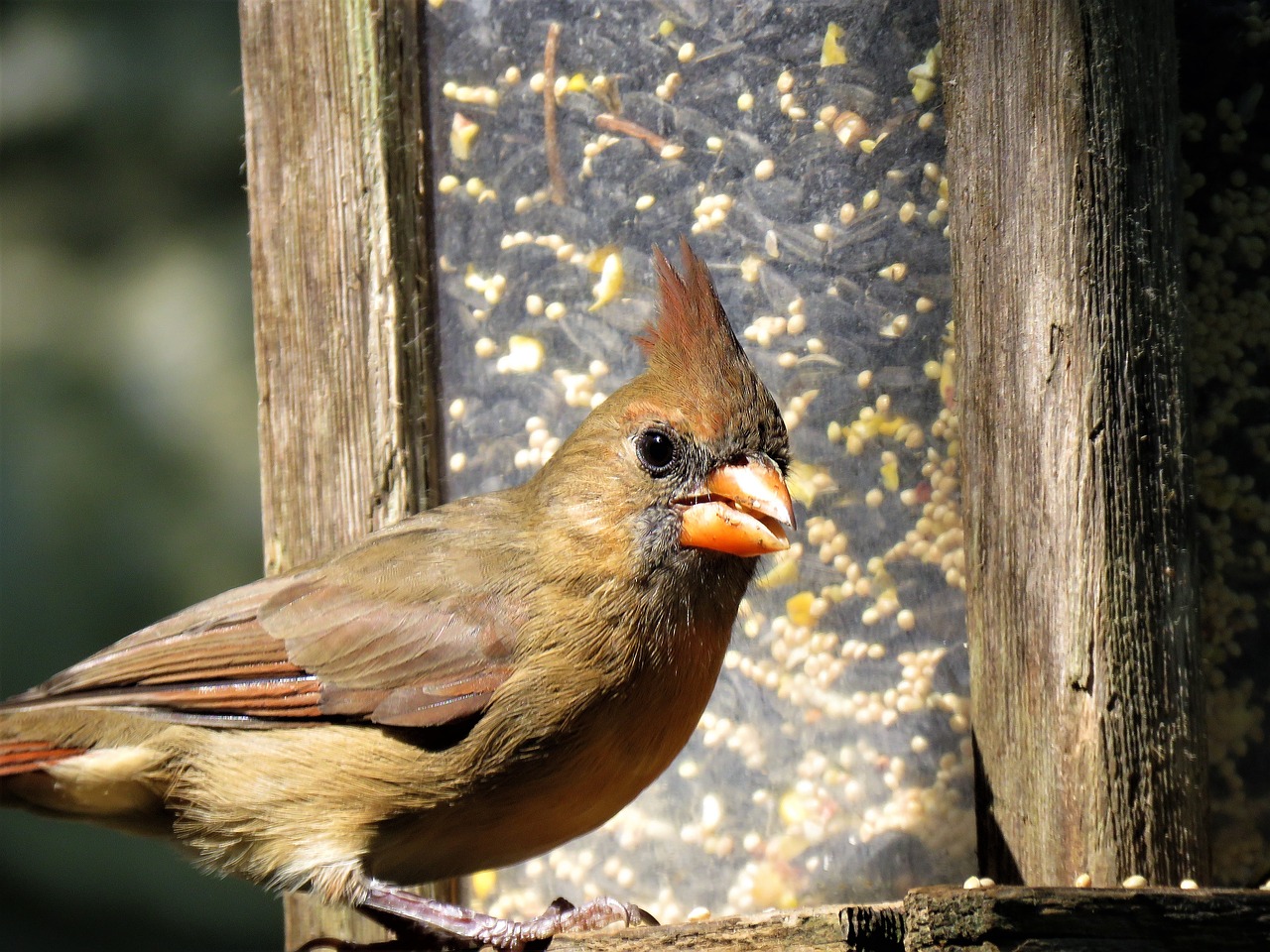 Image - bird close up female cardinal