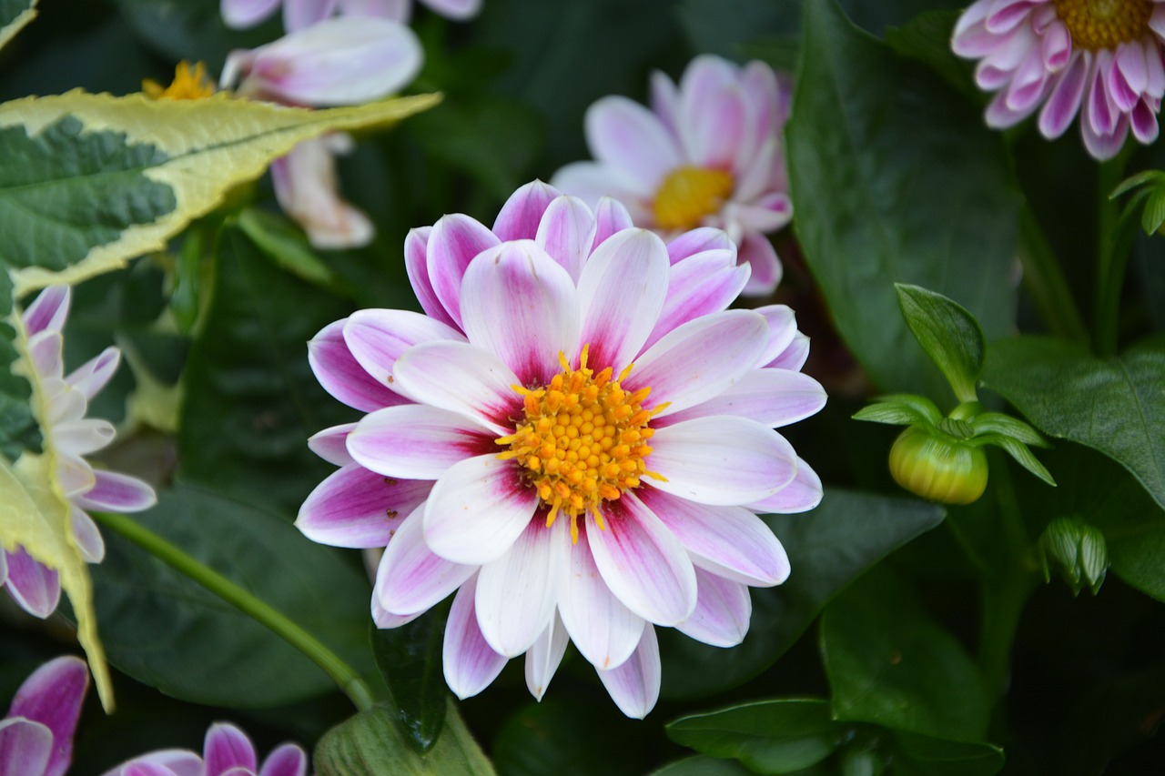 Image - flower marguerite bouquet