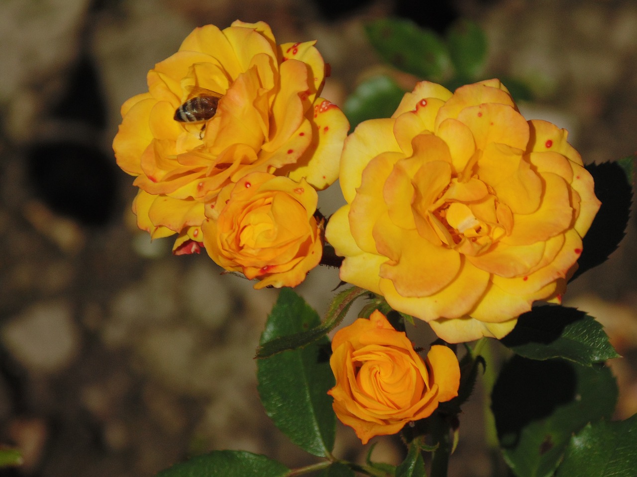 Image - rose flower bee yellow