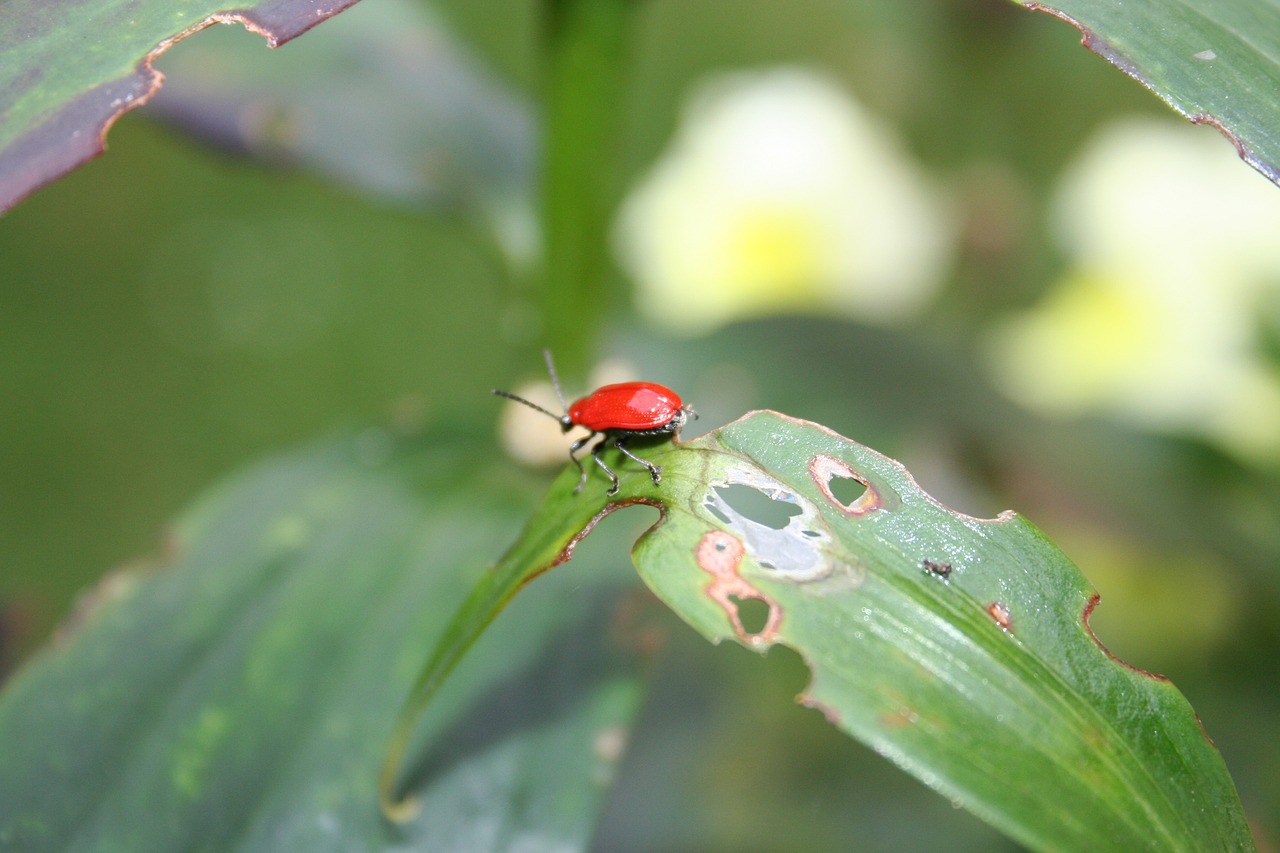 Image - beetle red beetle leaf damage