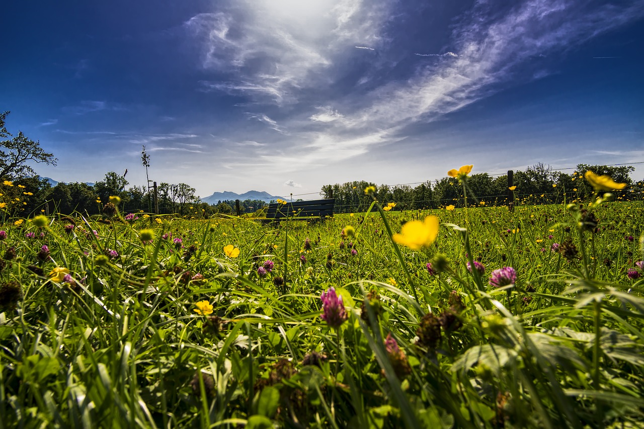 Image - panorama grass bank bench