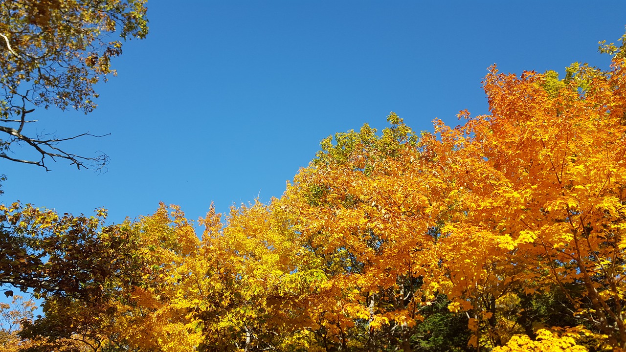 Image - autumn michigan copper harbor fall