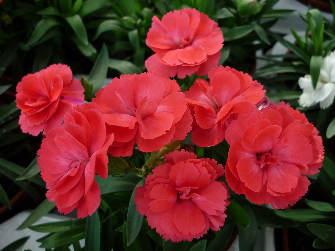 Image - carnation flower red flowers