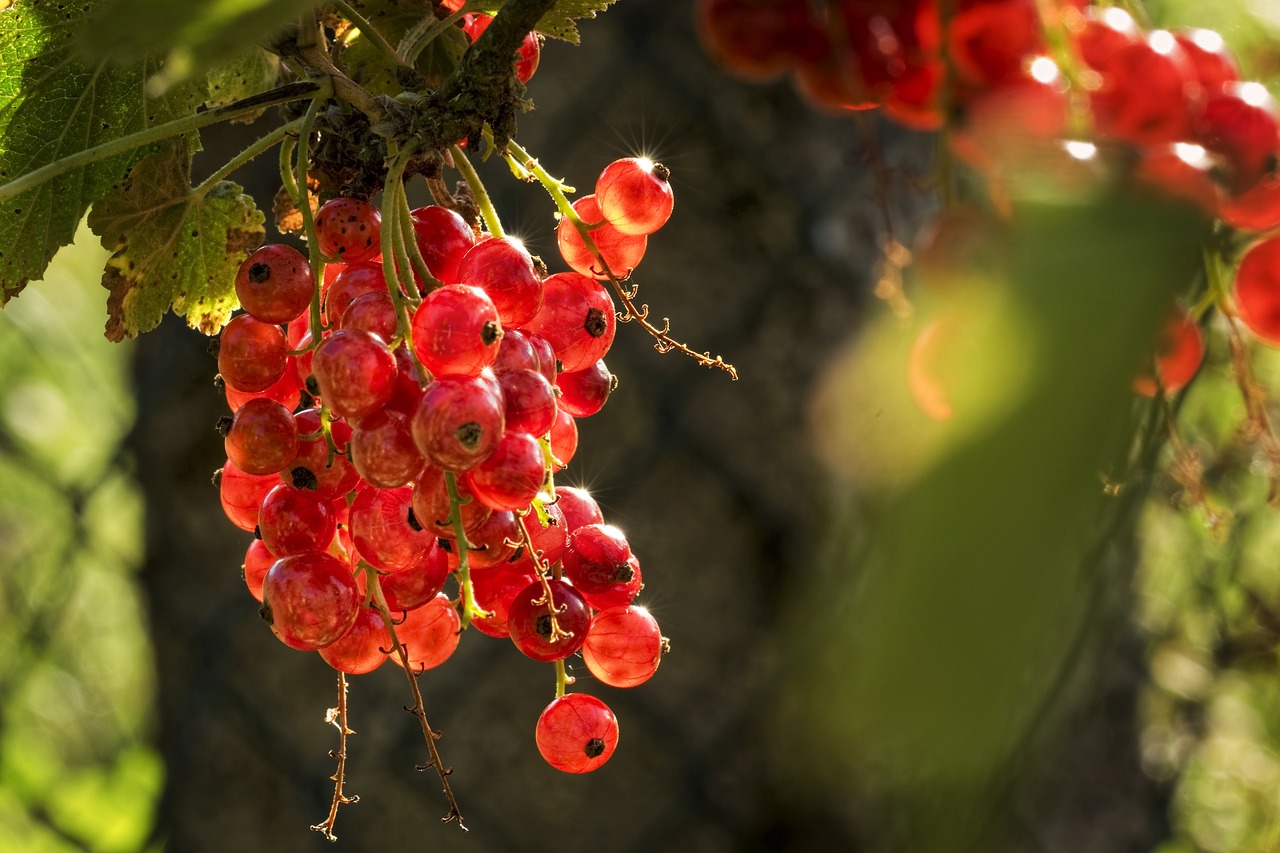 Image - garden sun fruits nature summer