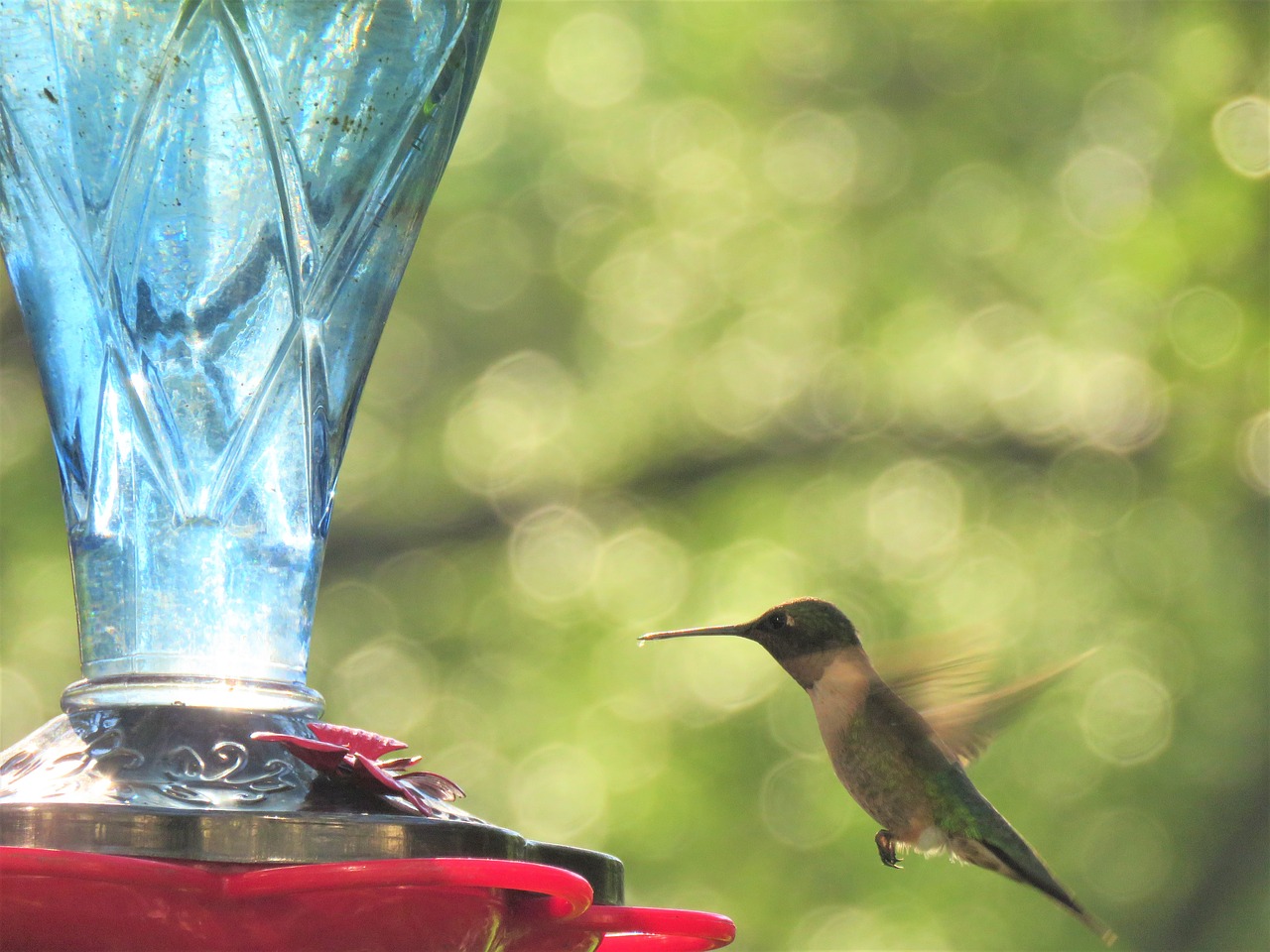 Image - bird hummingbird in flight wildlife