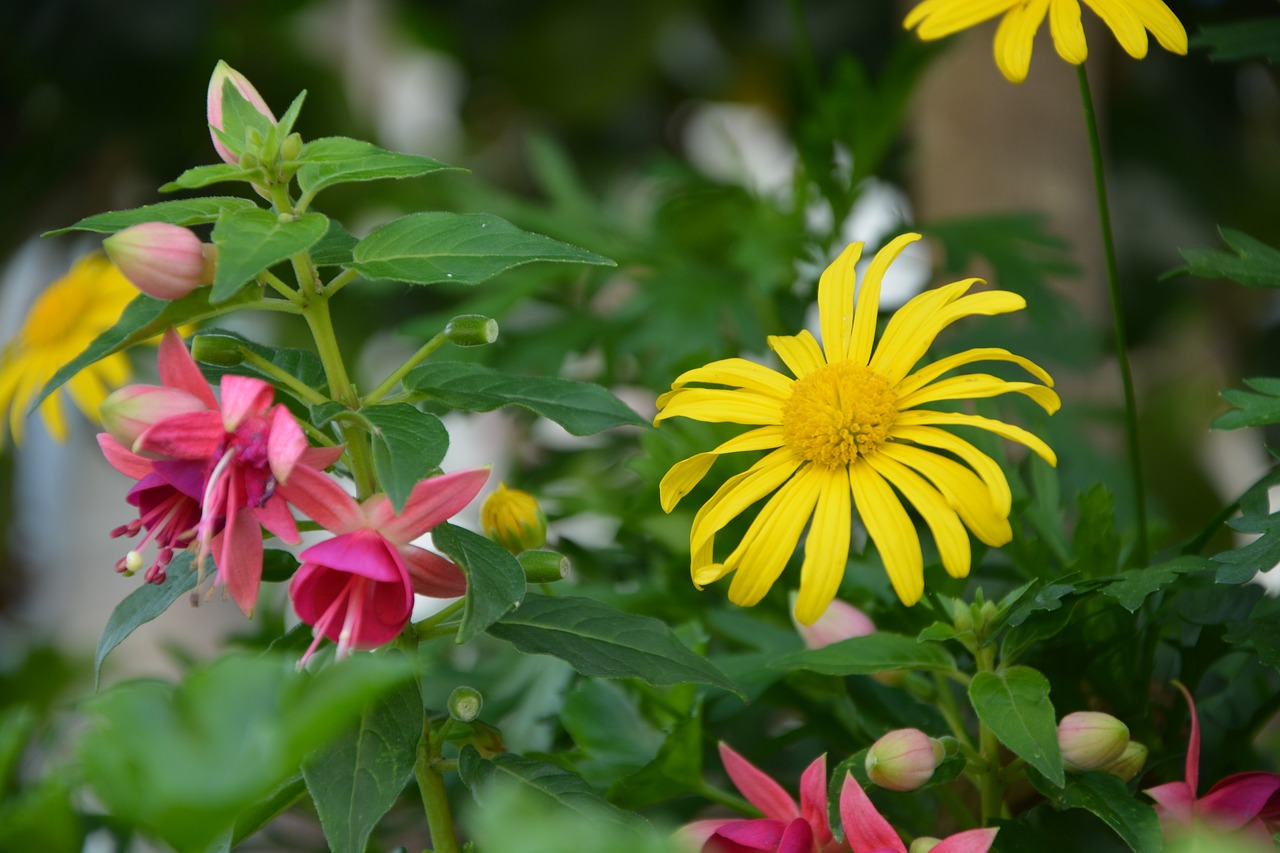 Image - flowers solid colors bouquet nature