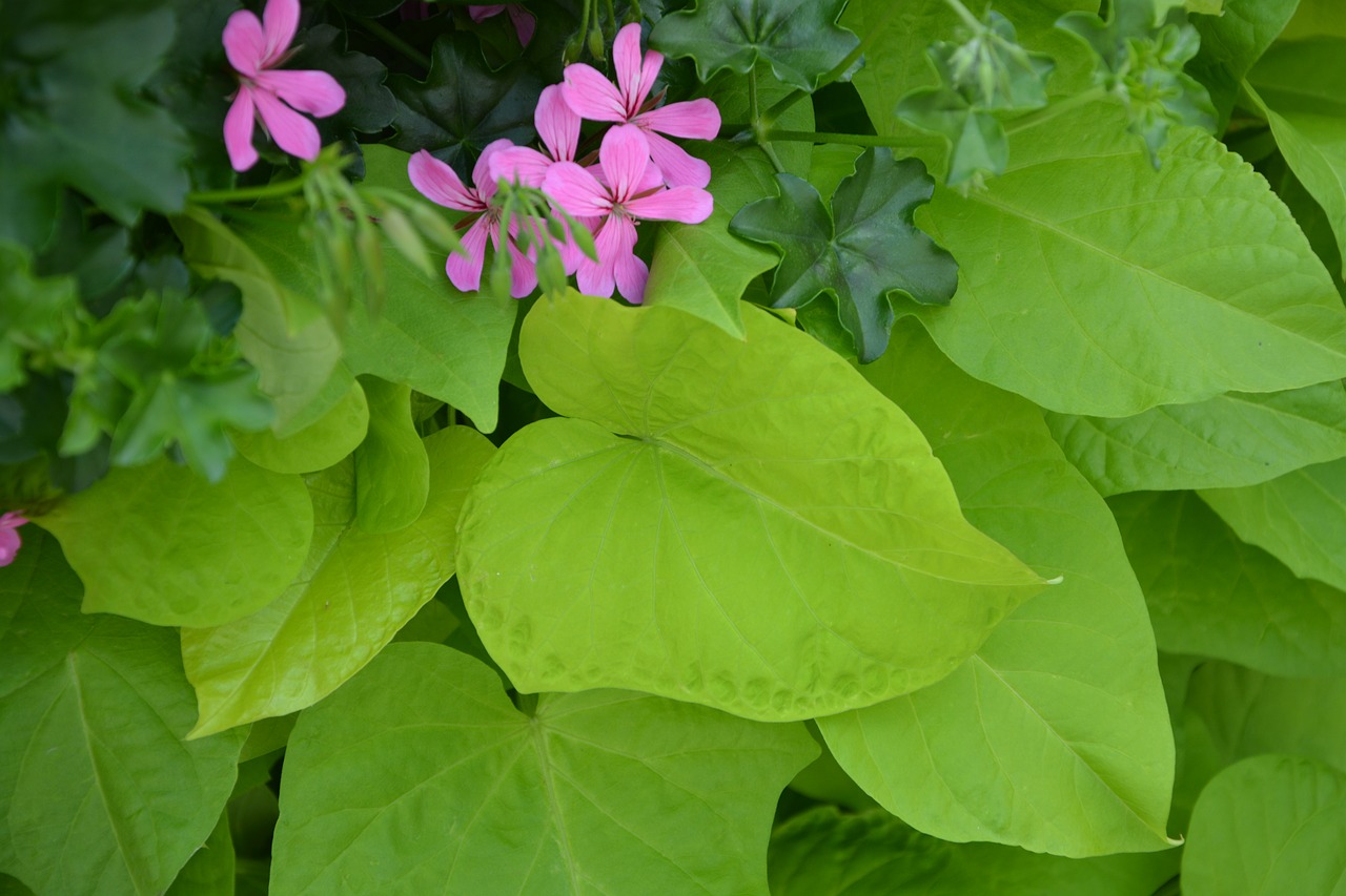 Image - green leaves green leaf shape heart