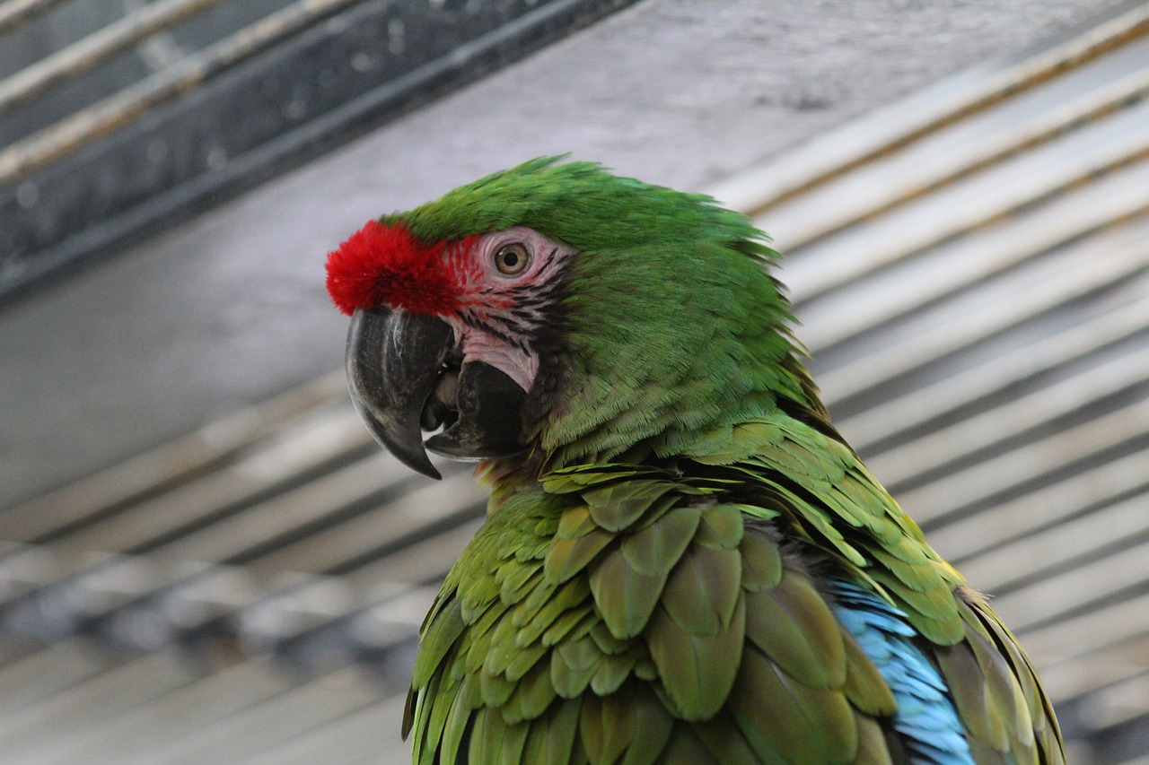 Image - green parrot bird zoo