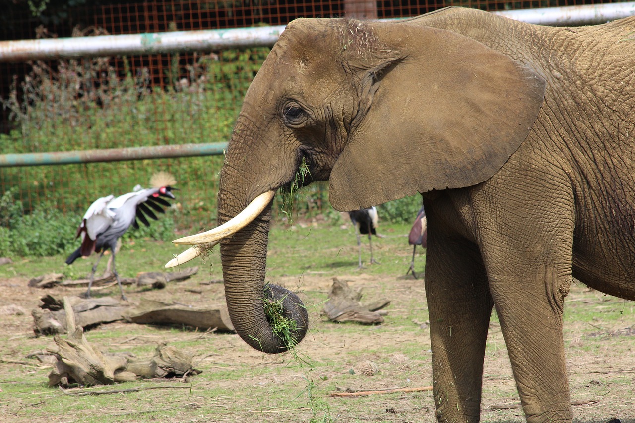 Image - elephant zoo big five