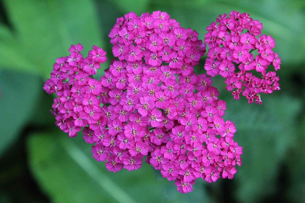 Image - plant achillea yarrow blossom