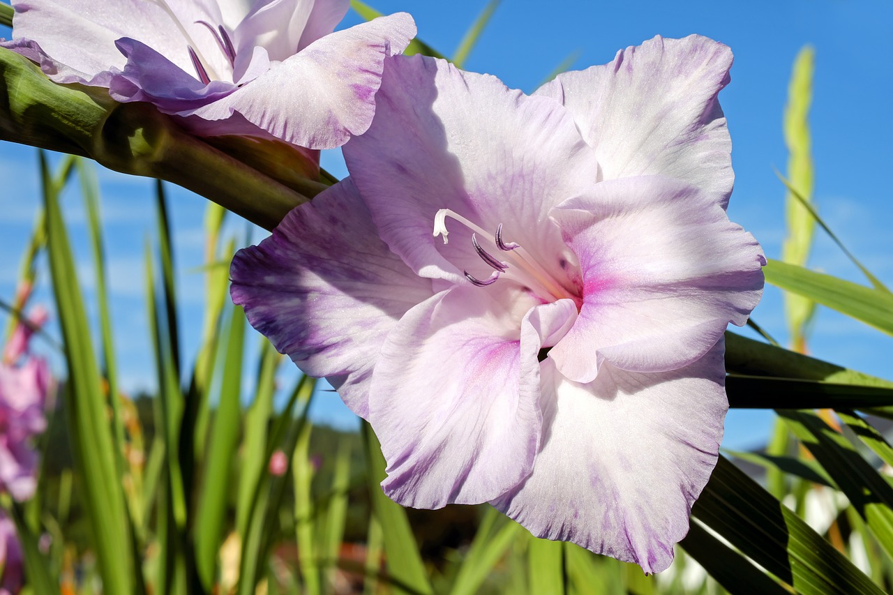 Image - gladiolus flower blossom bloom